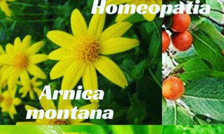 “QUARTETO FANTÁSTICO DA HOMEOPATIA” – ARNICA MONTANA