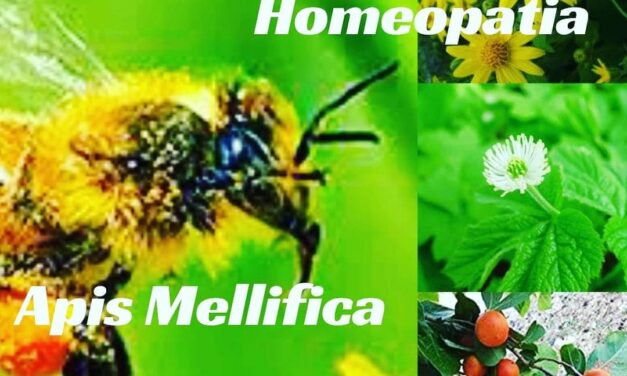 “QUARTETO FANTÁSTICO DA HOMEOPATIA” – APIS MELLIFICA