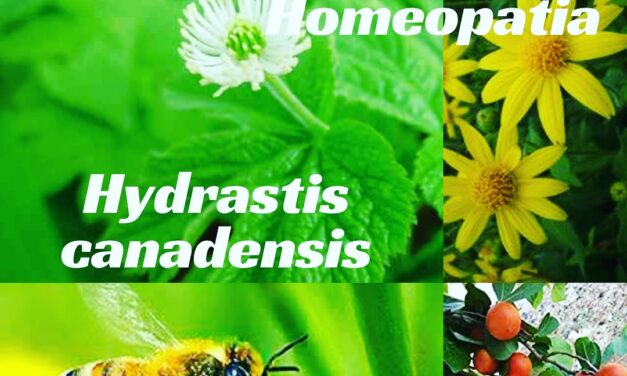 “QUARTETO FANTÁSTICO DA HOMEOPATIA” – HYDRASTIS CANADENSIS