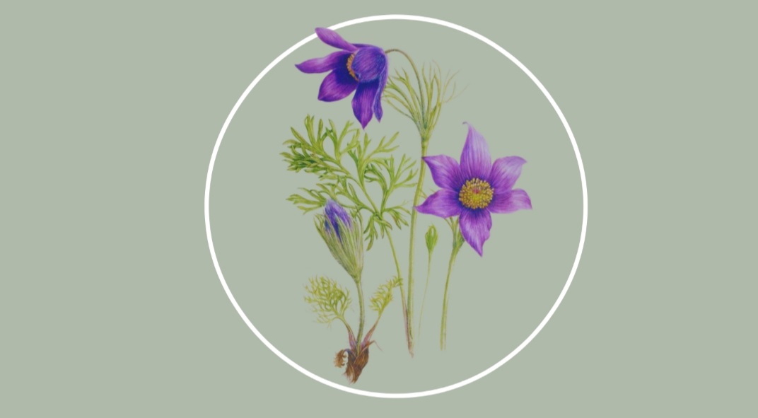 PULSATILLA NIGRICANS