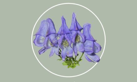 ACONITUM NAPELLUS