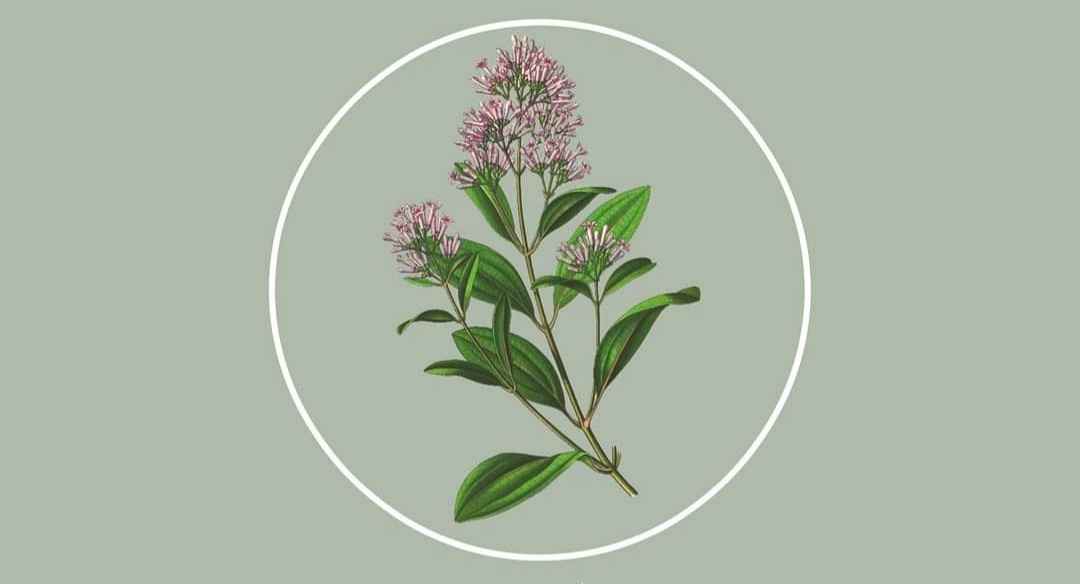 CHINA OFFICINALIS