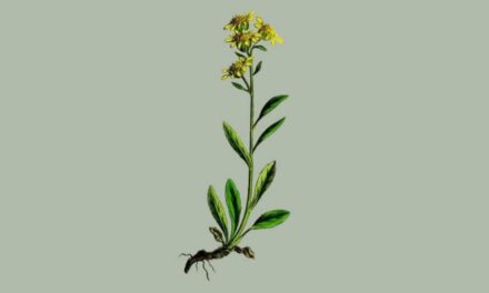 Solidago virga aurea