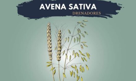 Avena sativa