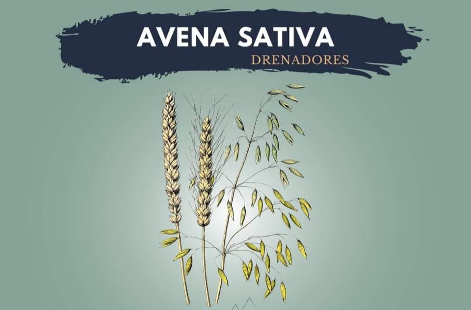 Avena sativa