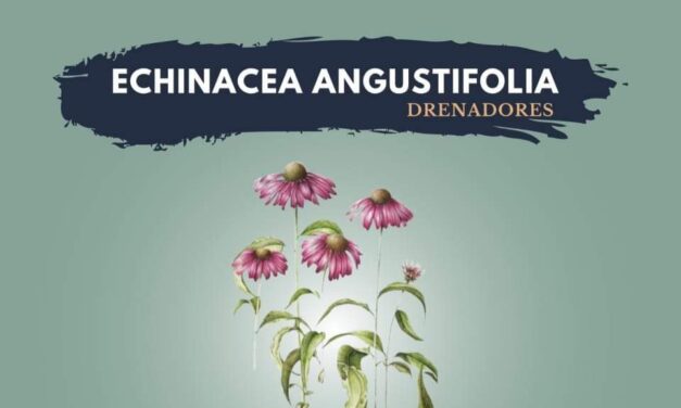 Echinacea angustifolia