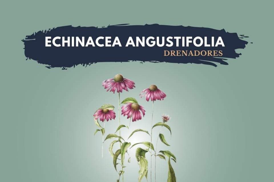 Echinacea angustifolia