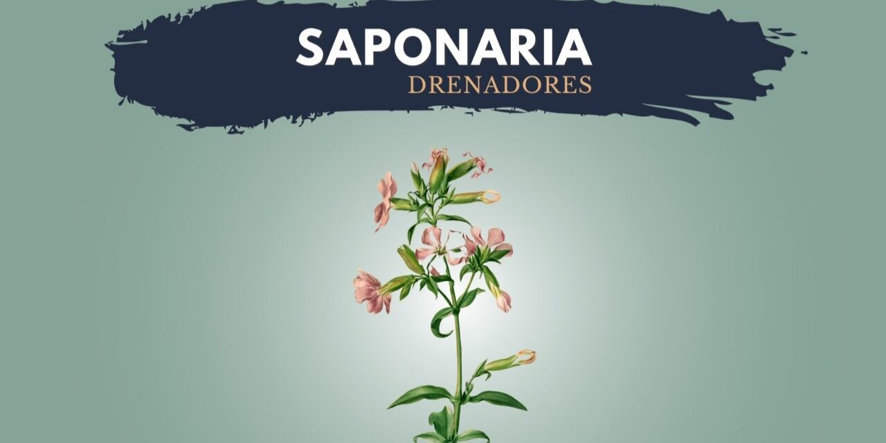 Saponaria officinalis