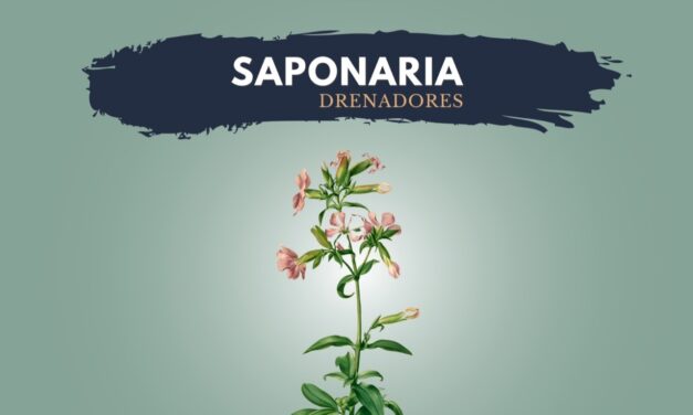 Saponaria officinalis